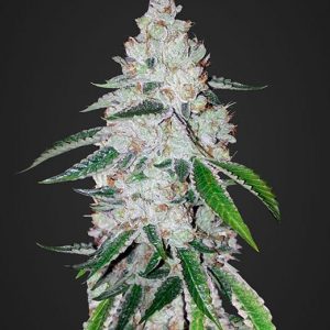 West Coast OG Auto x3 - Fast Buds