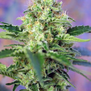 Crystal Candy x4 - Sweet Seeds