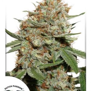 Skunk #11 x3 - Dutch Passion