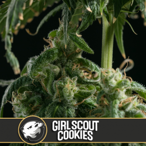 Girl Scout Cookies X3 - Blimburn Seeds