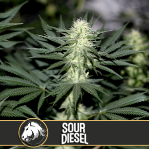 Sour Diesel X3 - Blimburn Seeds