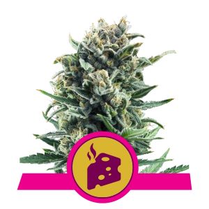 Blue Cheese x3 - Royal Queen Seeds