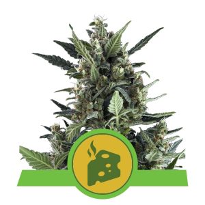 Auto Blue Cheese x3 - Royal Queen Seeds