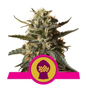 Bubblegum XL x3 - Royal Queen Seeds
