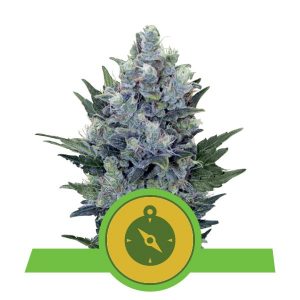 Northern Light Auto x3 - Royal Queen Seeds