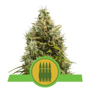 Auto Royal AK x3 - Royal Queen Seeds