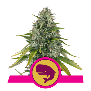 Royal Moby x3 - Royal Queen Seeds