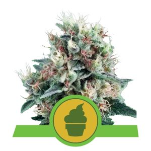 Royal Creamatic Auto x3 - Royal Queen Seeds