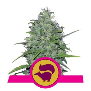 Skunk XL x3 - Royal Queen Seeds