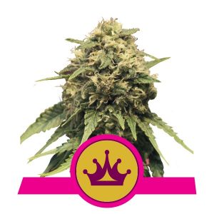Special Queen #1 - x3 - Royal Queen Seeds