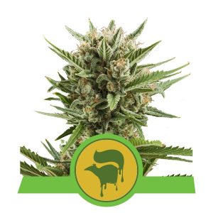 Auto Sweet Skunk x3 - Royal Queen Seeds