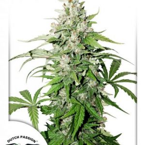 Auto Cinderella Jack x3 - Dutch Passion