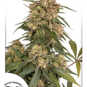 Forest Dream x3 - Dutch Passion