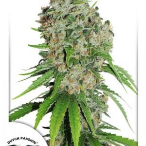 Outlaw Amnesia x3 - Dutch Passion