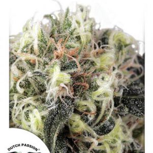 Snow Bud x3 - Dutch Passion