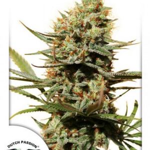 The Edge x3 - Dutch Passion