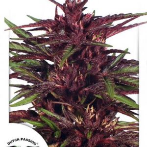 Twilight x3 - Dutch Passion