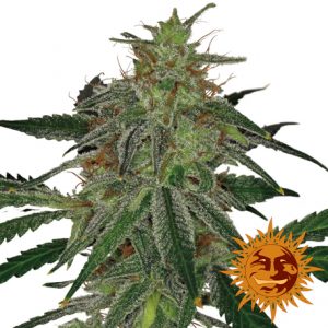Blue Mammoth Auto x3 - Barney´s Farm