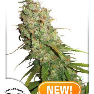 Desfrán Auto x3 - Dutch Passion