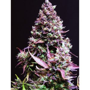 Cream Caramel Auto x4 - Sweet Seeds