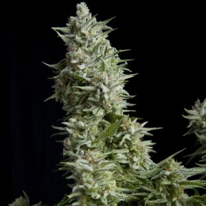 Auto Alpujarreña x1 - Pyramid Seeds