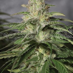 OG Kush CBD x3 - Medical Seeds