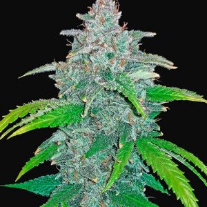 Blue Dream'matic x5 - Fast Buds