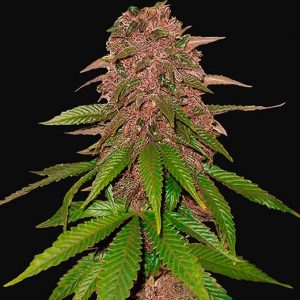 C4 Auto x5- Fast Buds