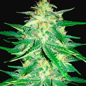 Lemon Ak x5 - Fast Buds