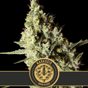 Narkosis x3 - Blimburn