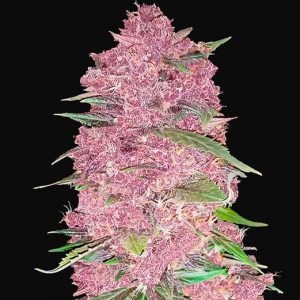 Purple Lemonade x5 - Fast Buds