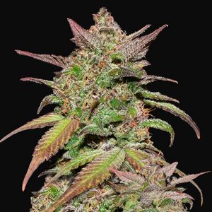 Smoothie Auto x3 - Fast Buds