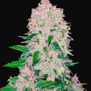 Stardawg Auto x5 - Fast Buds