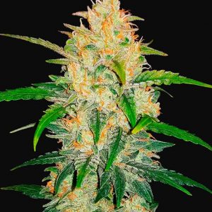 Zkittlez Auto x5 - Fast Buds