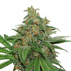 AK420 Auto x5 - Seed Stockers