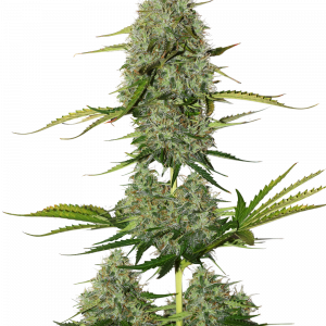 BCN Critical XXL Auto x5 - Seed Stockers