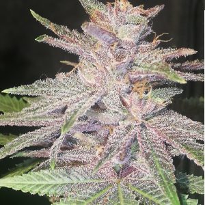 Blueberry Muffin #19 (F2) x6 Regular - Awka Semillas