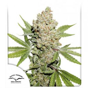 Lemon Kix Auto x3 - Dutch Passion