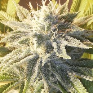 Chemberry #15 x Dosi sherbet X8 Regular - Awka Semillas (Phenohunt)