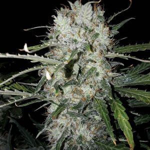 BCN Critical Fast XXL x3 - Seeds Stockers