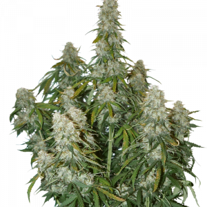 Big Bud Auto x5 - Seeds Stockers