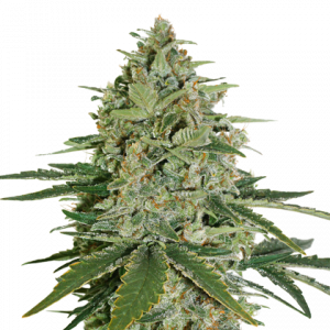 Super Skunk Fem x3 - Seeds Stockers