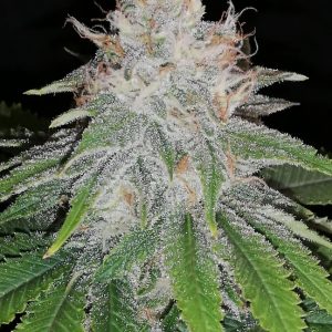 Blueberry muffin x Tropicanna punch x4 - Awka Semillas