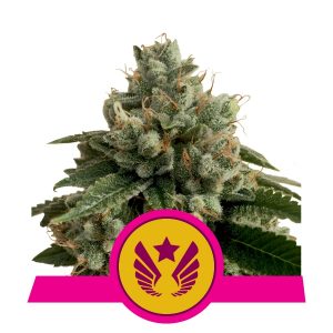 Legendary OG Punch x1 - Royal Queen Seeds