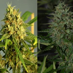 Mix Híbrido Sativo x20 - Seeds Stockers