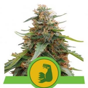 Purple Queen x1 - Royal Queen Seeds