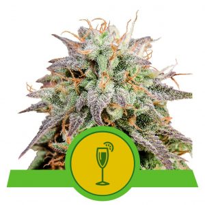 Mimosa Auto x1 - Royal Queen Seeds