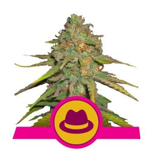 O.G Kush x3 - Royal Queen Seeds
