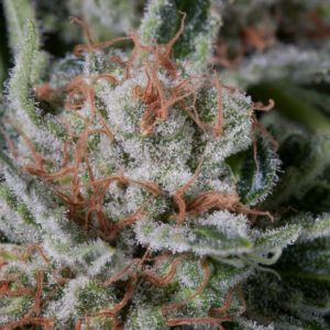 Moby Dick x5 - Seed Stockers