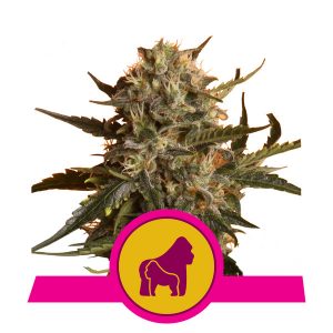 Mother Gorilla x1 - Royal Queen Seeds